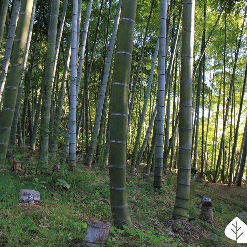 Bambù, l’acciaio vegetale